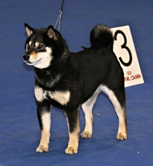 XANTYPA KURO CZECH JAKOBIN