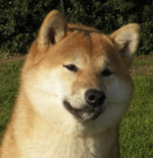 LUCKY DRAGON�S POCAHONTAS 