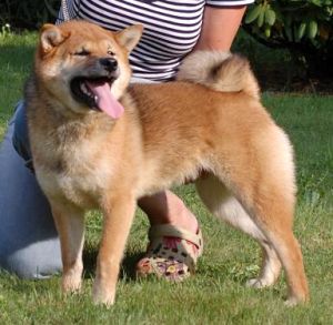 LUCKY DRAGON�S VILIBALD 